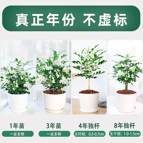 九里香盆栽驱蚊植物室内阳台浓香花卉盆景老桩四季千里香绿植好养 - 图1