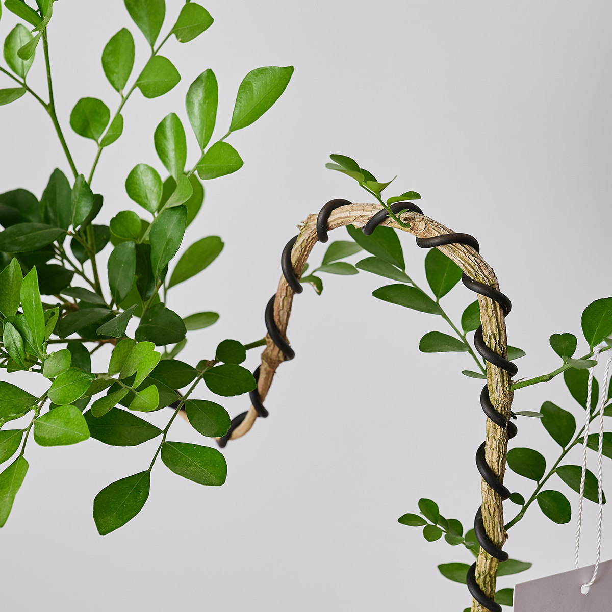 文人九里香盆栽绿植室内办公室客厅好养活四季植物七里香老桩盆景,淘宝优惠券,粉丝福利购,淘宝优惠卷