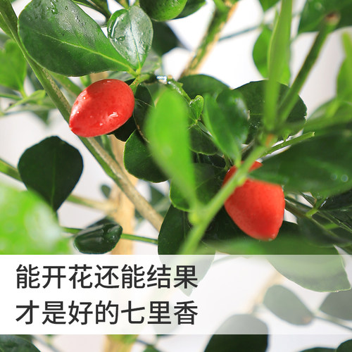 九里香盆栽驱蚊植物室内阳台浓香花卉盆景老桩四季千里香绿植好养 - 图3