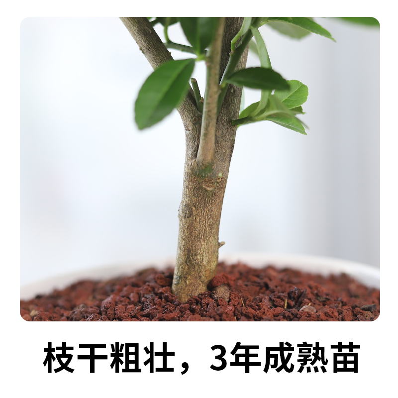 香水柠檬树盆栽植物金桔树室内绿植 可开花结果 雅花匠旗舰店 淘优券