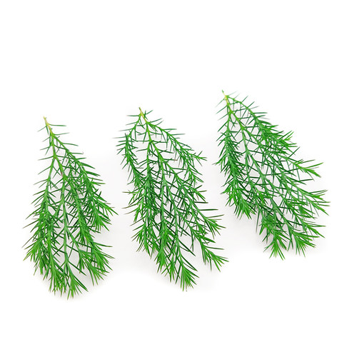 新鲜绿松绒松非黄金柳芽20支盒酒店餐厅摆盘装饰西餐日料点缀花草 - 图2