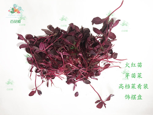 火红苗新鲜蔬菜芽苗菜 斯卡纳苗食用花鲜花草 西餐摆盘装饰 - 图0