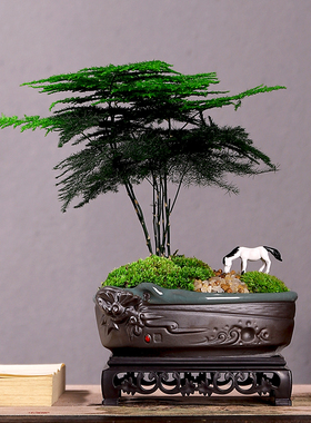 绿植盆栽客厅植物钧月窑文竹