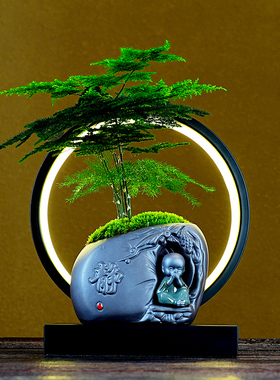 办公室植物盆栽摆件常青树文竹