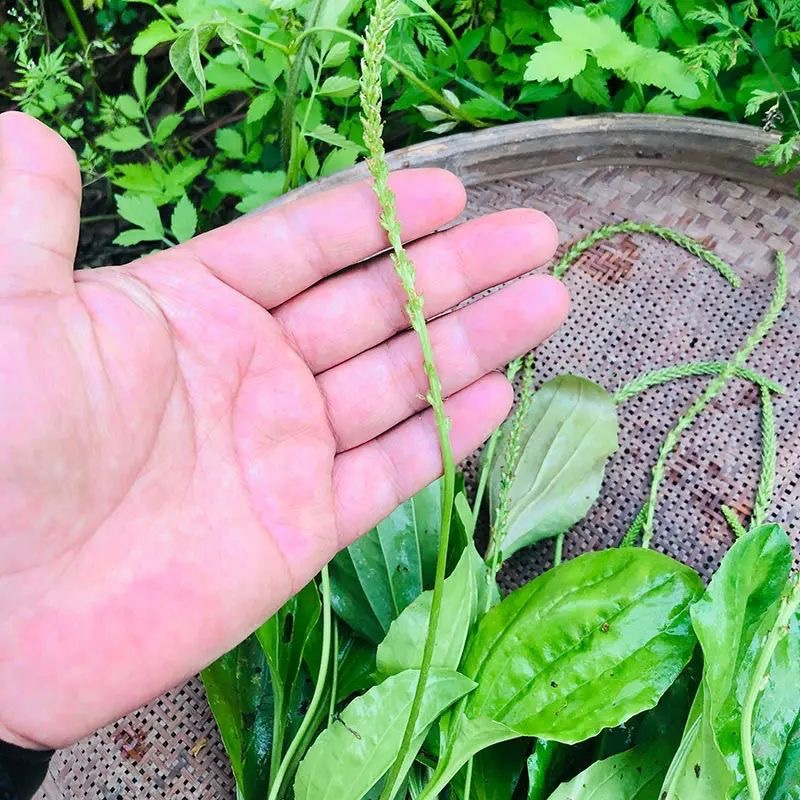 车前草天然新鲜车前子整颗带根中草药车轱辘菜车轮菜干品泡茶包邮 - 图2