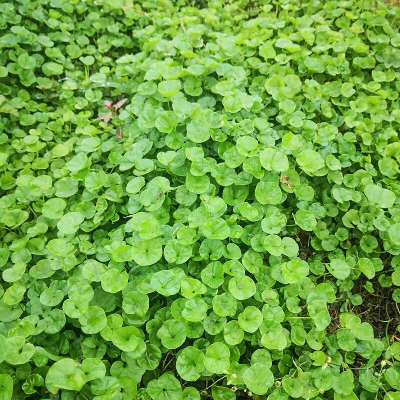 马蹄金中草药新鲜正宗小叶金钱草茶溶石草潮汕鱼前草金钥匙铜钱草 - 图1