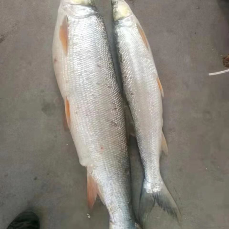 鳡鱼水老虎黄钻大口杆铜头鱼淡水鱼现杀正宗黄剑鱼餐馆食堂 - 图2