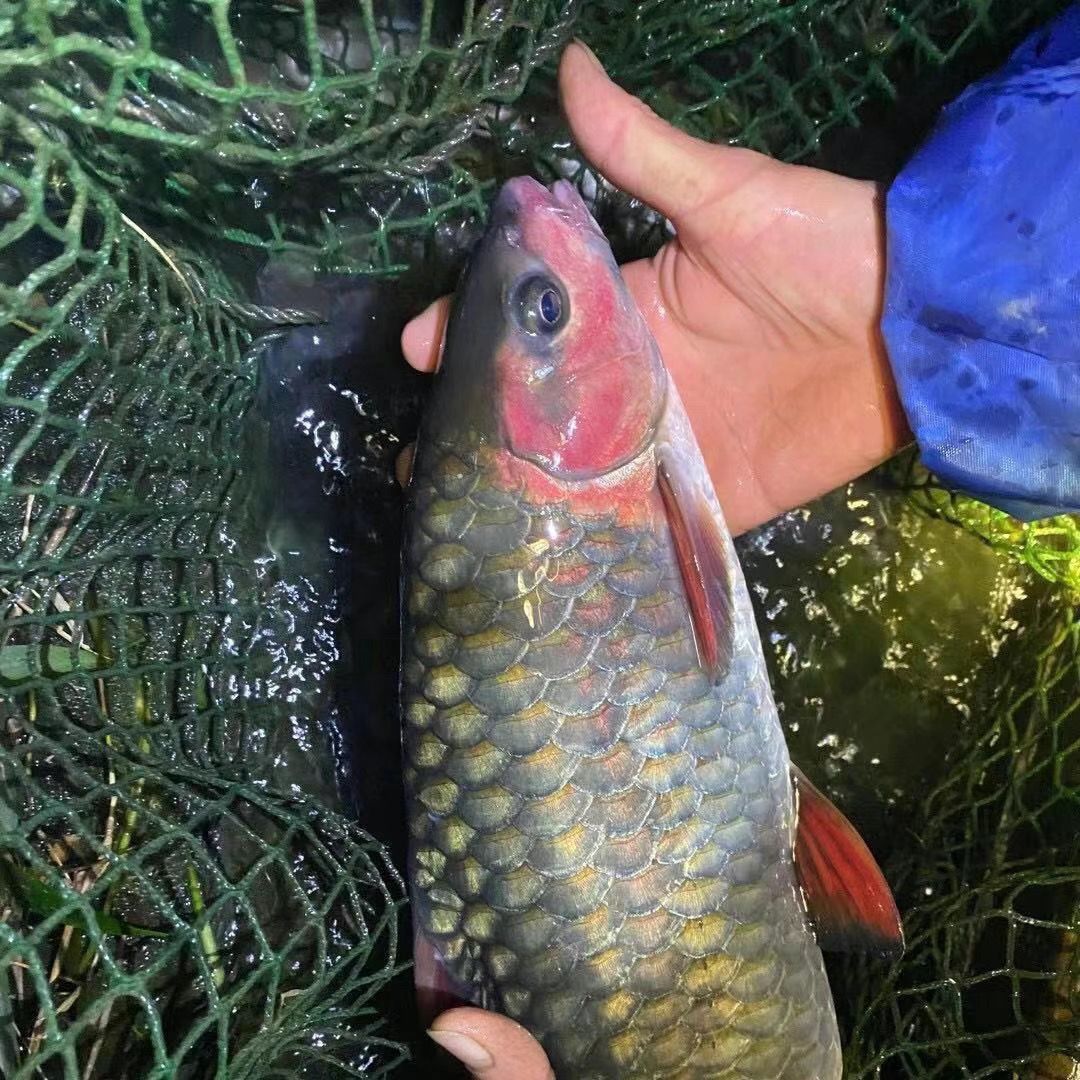 正宗马口鱼苗淡水鱼可观赏食用苗青竹鲤竹鲃倒刺鲃红面养殖原生鱼