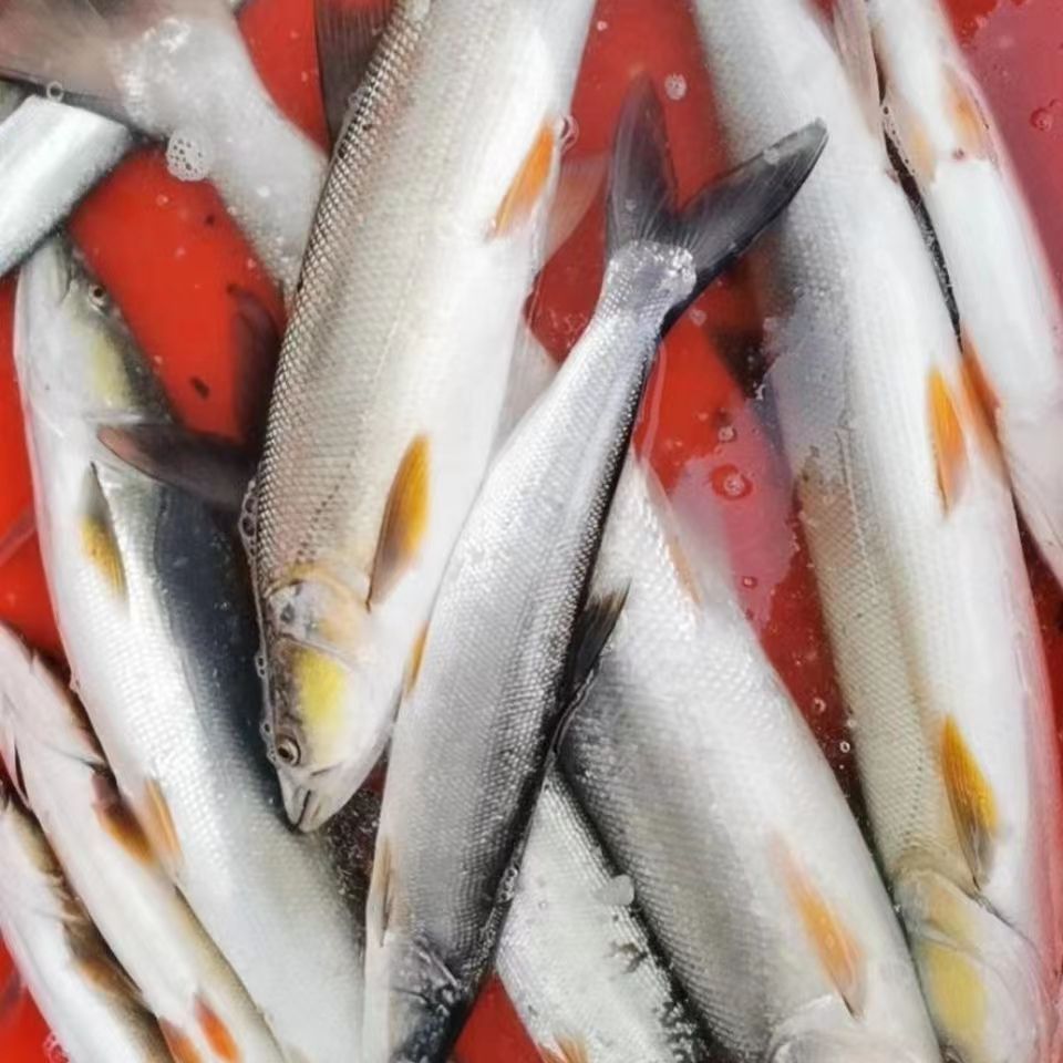 鳡鱼水老虎黄钻大口杆铜头鱼淡水鱼现杀正宗黄剑鱼餐馆食堂 - 图0