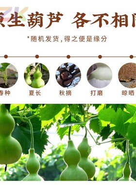 天然小胖墩文玩葫芦创意雕刻手把件解压盘玩手捻百搭手机包包挂件