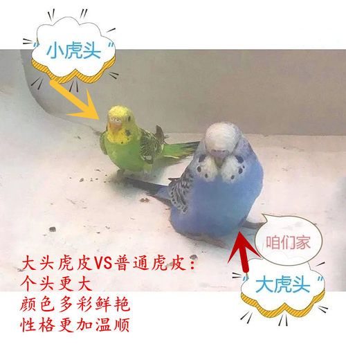 特色大头虎皮鹦鹉活体观赏鹦鹉活物说话鸟国血云斑珍珠金彩活物宠 - 图0