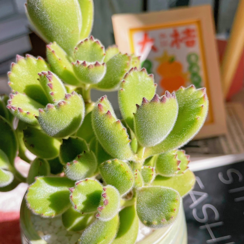 精品多肉熊童子多肉植物室内桌面奇趣小盆栽超萌肉肉熊爪多头群生-图3