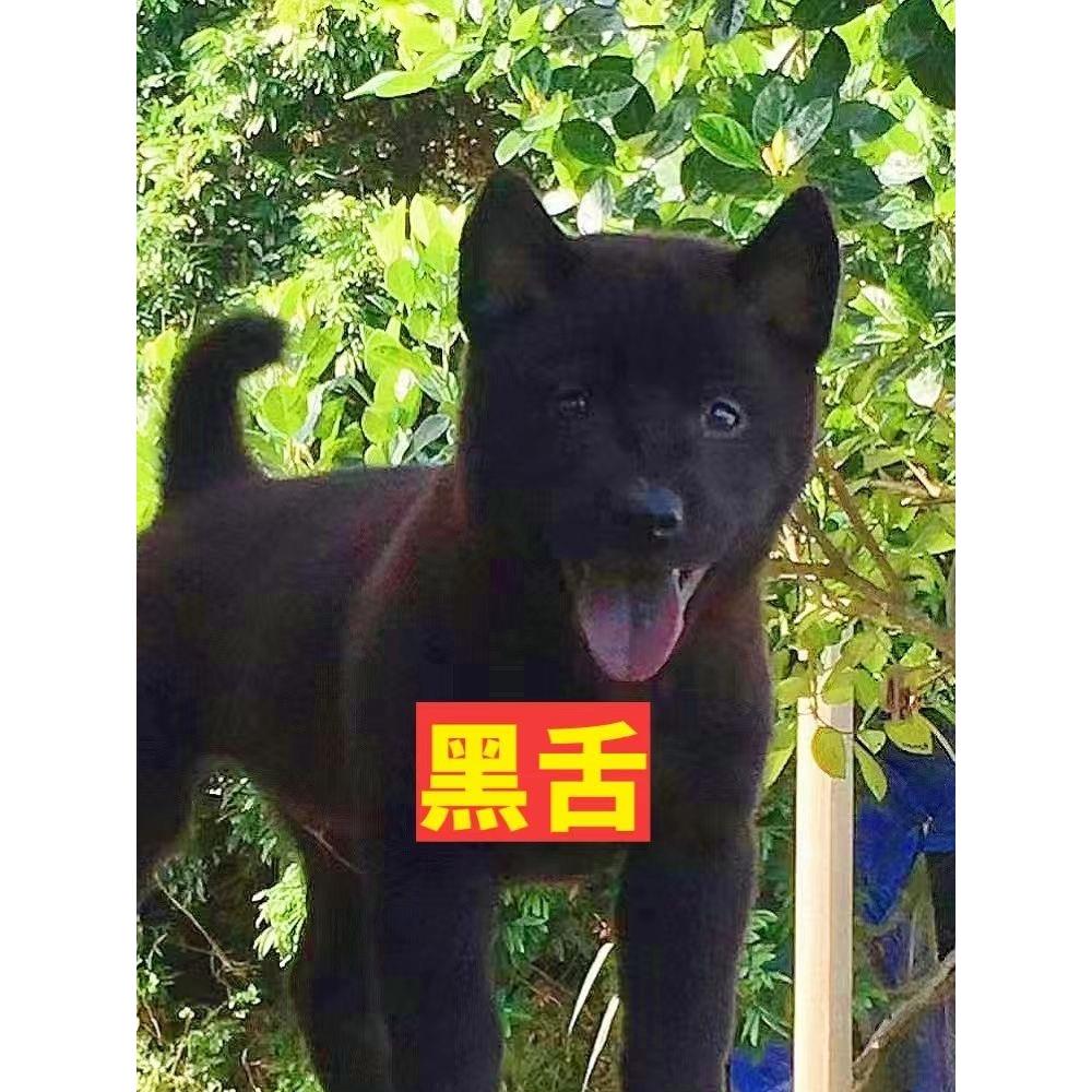 广西土猎犬五黑犬狩猎犬土狗活物中华田园犬赶山犬纯黑狗看家护院 - 图0