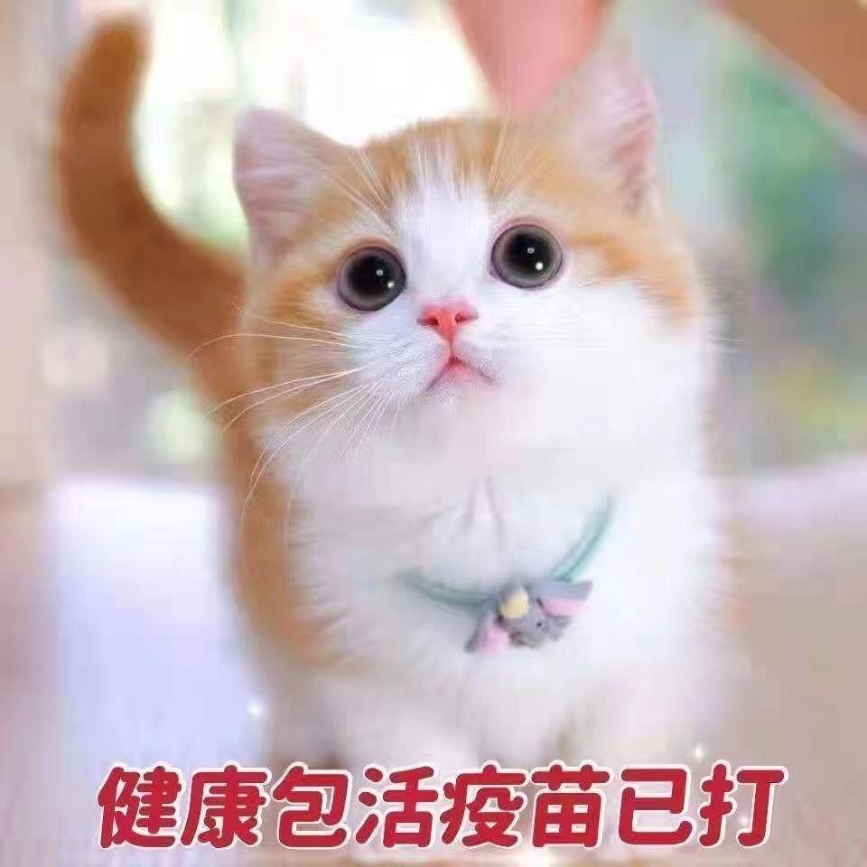 中华田园猫活体橘白猫橘猫狸花猫狸猫幼猫几样宠物猫咪可爱小猫咪-图2