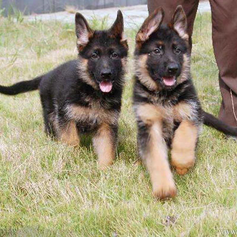 德牧幼犬混血活体德国牧羊犬弓背黑背狼狗警犬大型犬宠物狗非纯种 - 图1