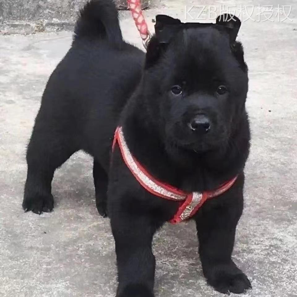 五黑犬广西土猎犬虎头赶山犬土狗看家护院大骨架正宗活物狩猎幼犬 - 图0