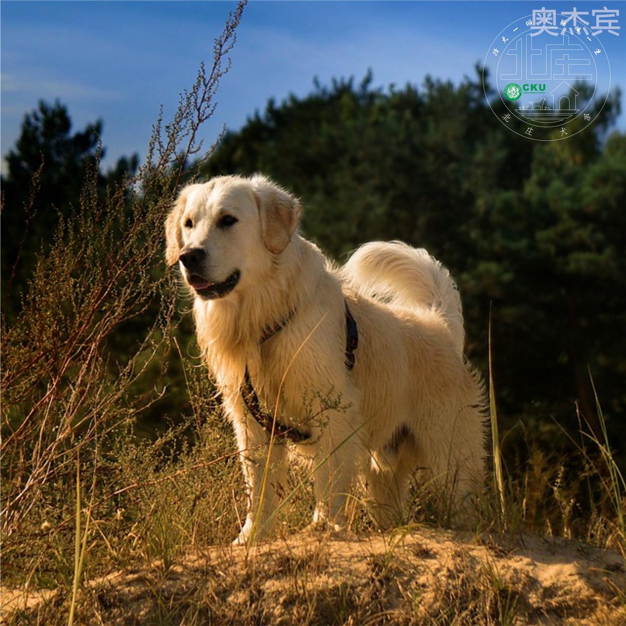 金毛犬幼犬纯种活物宠物小狗狗幼崽导盲犬真狗子双血统警犬伴侣犬 - 图1