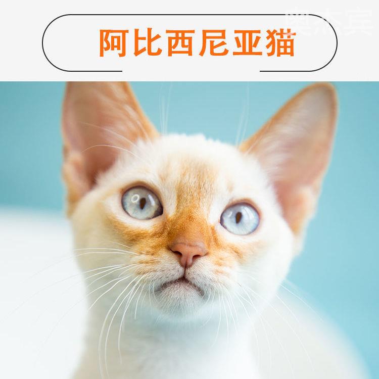 阿比西尼亚猫幼仔蓝金纯种红栗色赛级豹猫宠物猫埃及无毛猫咪活物-图3