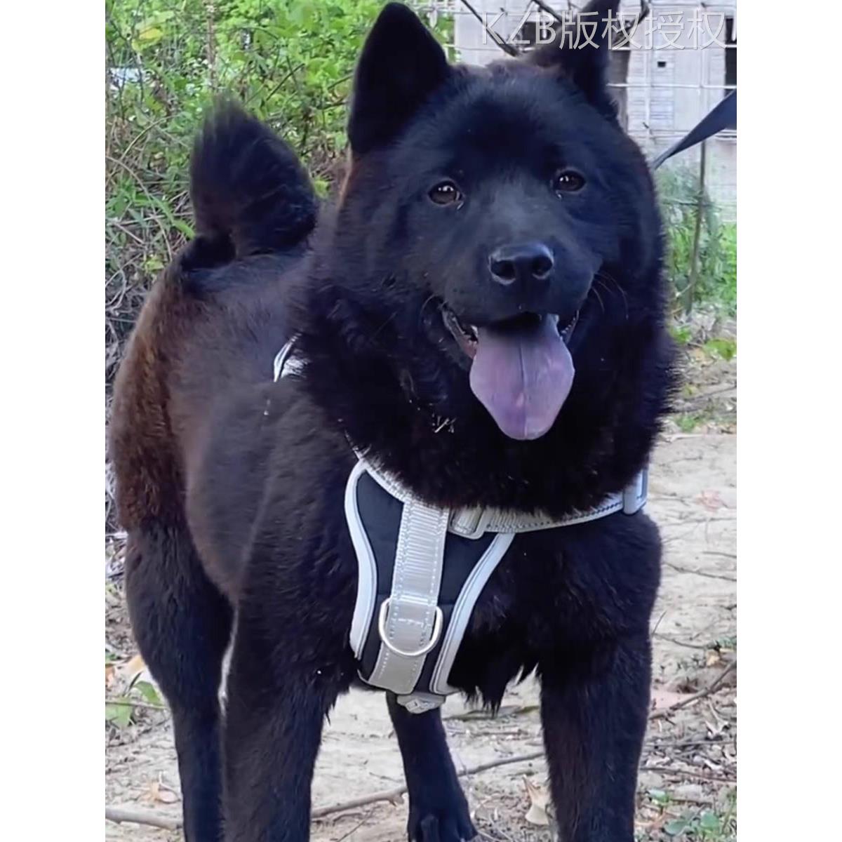 中华田园犬广西土猎犬五黑犬虎斑犬幼犬狗崽狗狗活物黄色狗狗活体 - 图0