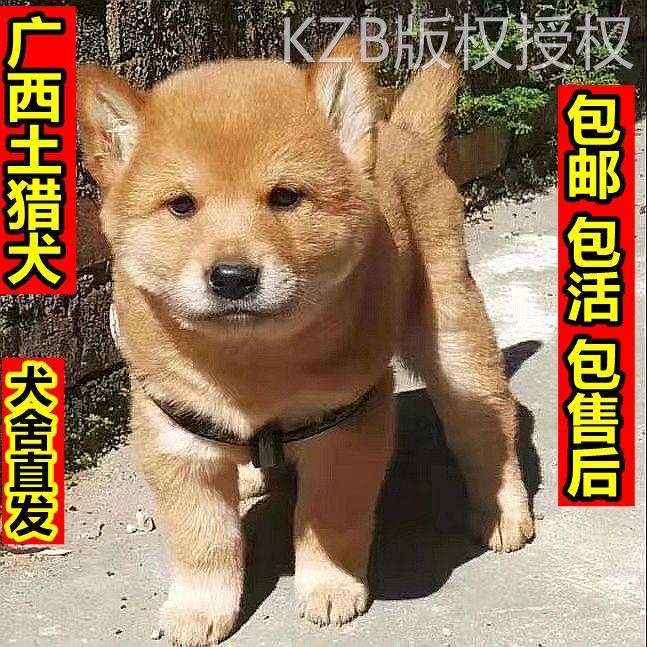 五黑犬广西土猎犬虎头赶山犬土狗看家护院大骨架正宗活物狩猎幼犬 - 图2