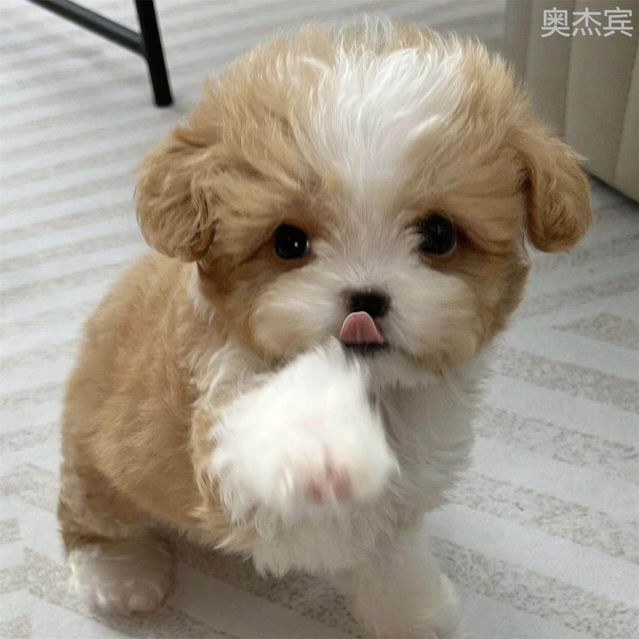 马尔泰犬茶杯泰迪韩系网红马尔泰香槟泰迪幼犬超萌黄白花马尔泰_虎窝淘