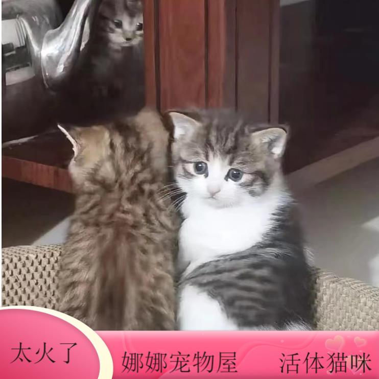 猫咪活体小猫活体中华田园猫宠物猫金渐层幼猫橘猫狸猫花猫奶牛猫-图1