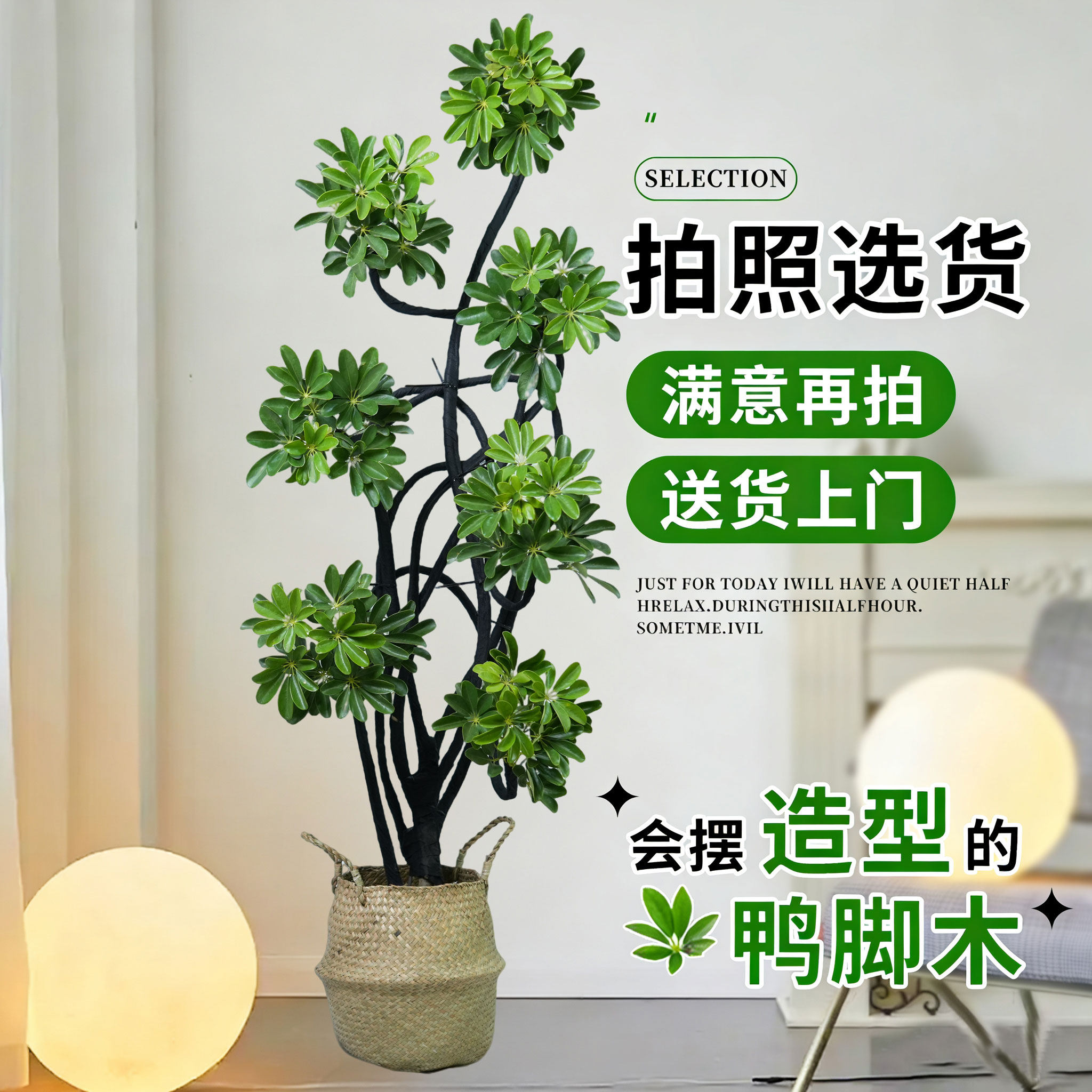 造型鸭脚木客厅大盆栽鸭掌木鹅掌柴室内乔迁绿植植物大型落地四季,淘宝优惠券,粉丝福利购,淘宝优惠卷