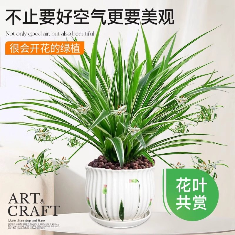 【吸毒王】金边吊兰室内植物盆栽垂吊花卉净化空气吸甲醛水培绿植,淘宝优惠券,粉丝福利购,淘宝优惠卷