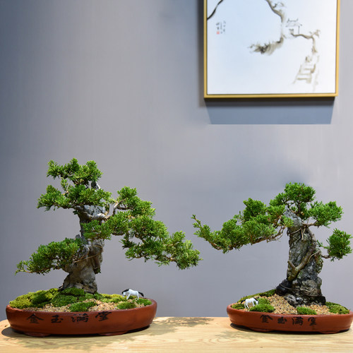 真松柏附石悬崖式盆景造景盆栽植物室内客厅四季常青桌面绿植摆件 - 图1