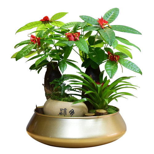发财树大盆栽招财绿植物室内客厅好养易活花卉四季常青开业送礼 - 图3