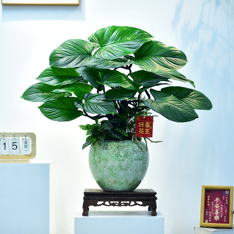 绿芙蓉盆栽大叶观赏绿植室内办公客厅阳台植物桌面造型盆景送礼,淘宝优惠券,粉丝福利购,淘宝优惠卷