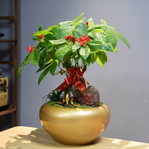 发财树大盆栽招财绿植物室内客厅好养易活花卉四季常青开业送礼 - 图1