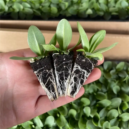 重瓣洋桔梗小苗多年生易活阳台庭院易种植原土发货盆栽花卉云南发 - 图2