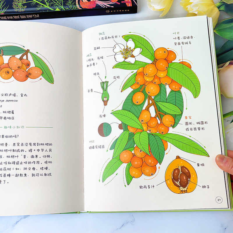 给孩子的蔬菜水果观察笔记全2册小澈麻麻3-6-8岁艺术插画自然科普蔬菜水果观察笔记小学生课外阅读科普绘本百科书小学兴趣培养观察