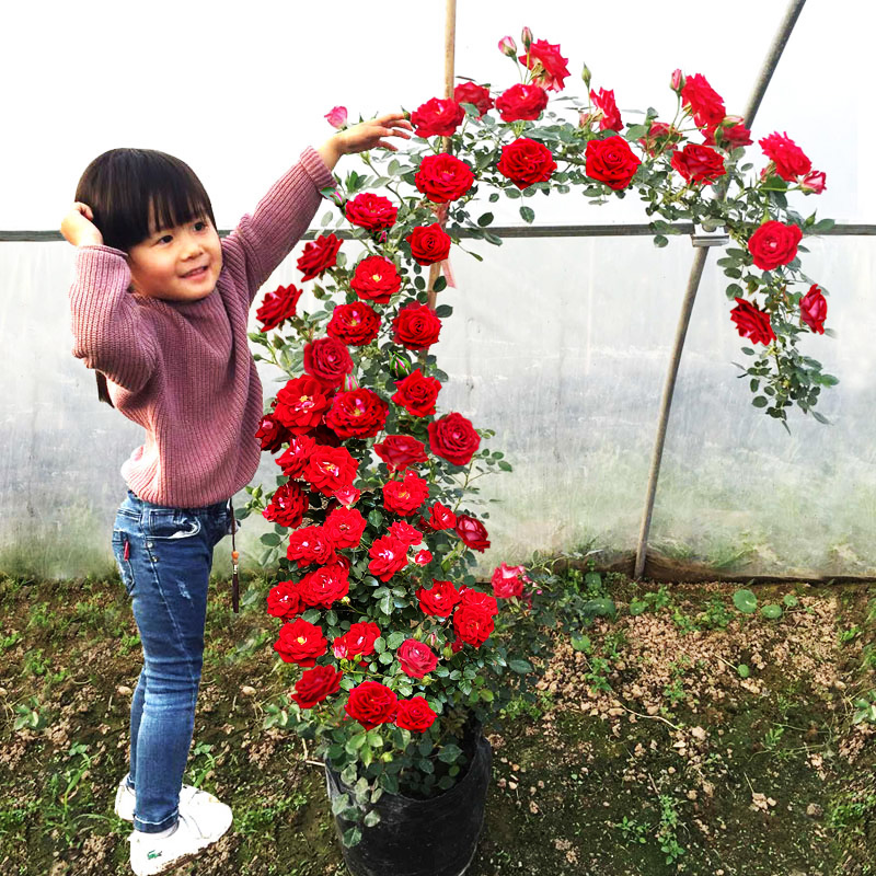 1.6米大苗藤本月季蔷薇花苗大花爬藤植物四季开花卉浓香玫瑰盆栽-图1