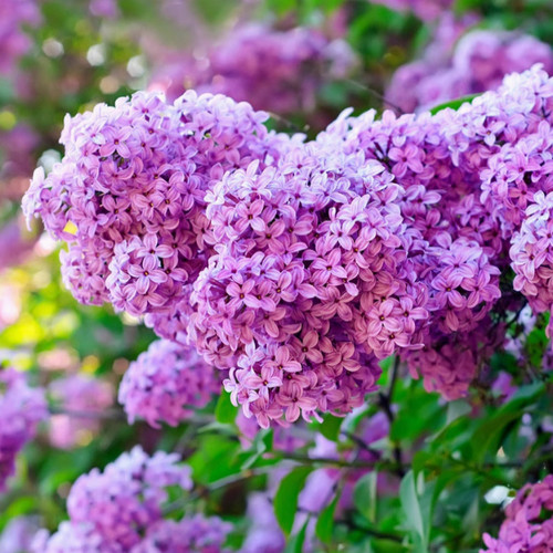 丛生丁香花树苗盆栽别墅风景树浓香四季花卉耐寒植物欧洲丁香花苗 - 图2