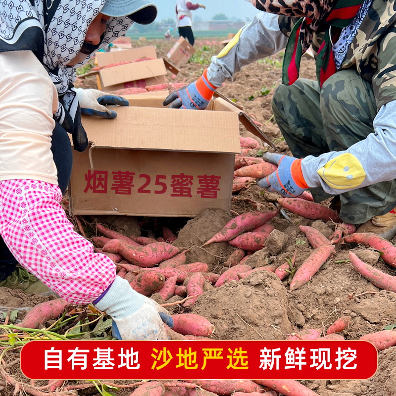 山东烟薯25新鲜沙地蜜薯糖心红薯农家番薯红心山芋超甜烤薯店地瓜