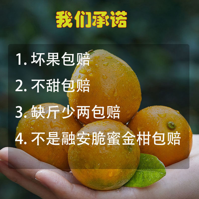 正宗广西融安金桔第三代脆蜜金柑无籽新鲜大果鲜果单独包装礼品盒,淘宝优惠券,粉丝福利购,淘宝优惠卷