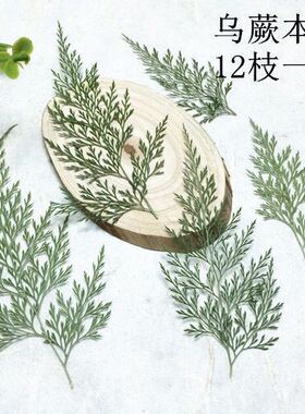 银杏叶压花叶脉标本25