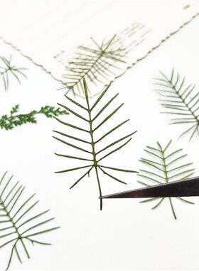 莺萝叶植物标本滴胶手作