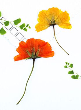 硫华菊压花DIY材料包1