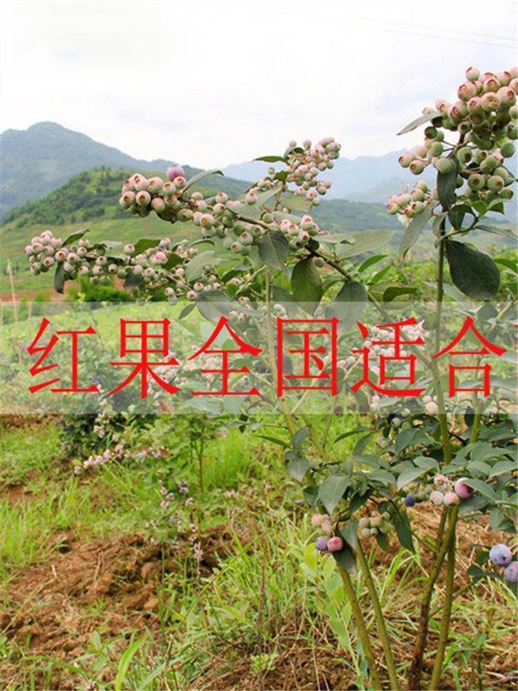 蓝莓树果 阳台四季盆栽 果 树 特大蓝莓苗南北方室外种植当年结果 - 图3