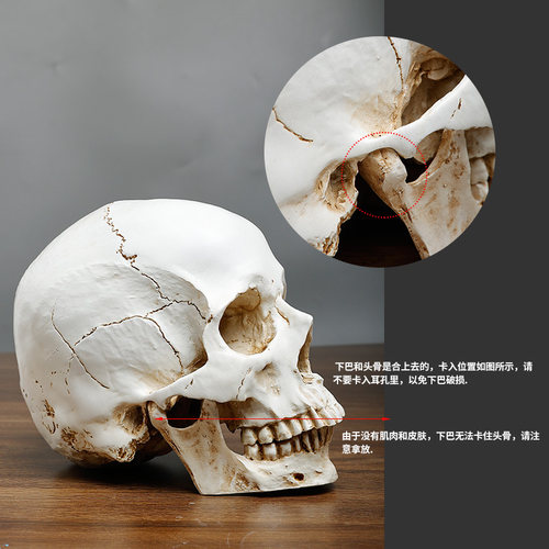 树脂仿真石膏头骨像美术素描骷髅头模型1比1教具人物写生静物 - 图1
