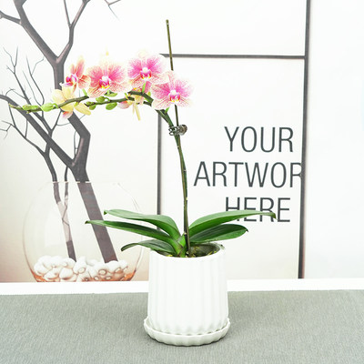 花语自由蝴蝶兰带花发货四季开花植物办公室内开花植物送礼花卉 虎窝淘