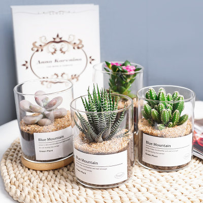 多肉植物仙人掌室内植物室内桌面花卉仙人球绿植多肉小盆栽 虎窝淘