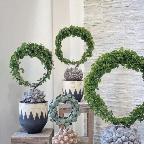 南非龟甲龙墨西哥龟甲龙 籽播实生稀有块根多肉植物 带盆土包邮 - 图0