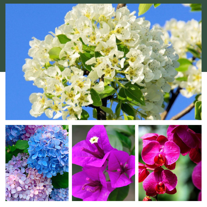 花多多2号1号12号通用型一号二号花朵朵月季多肉水溶肥促开花肥料,淘宝优惠券,粉丝福利购,淘宝优惠卷