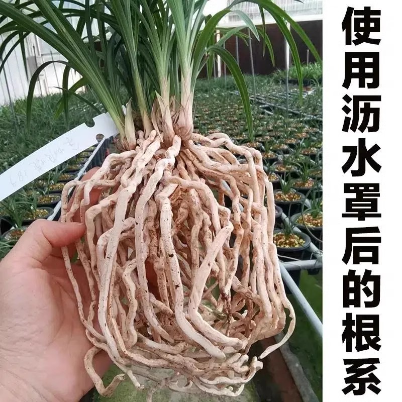 花盆底孔垫网片兰花沥水罩塑料防漏土透气漏水底部防烂根神器大号 - 图3