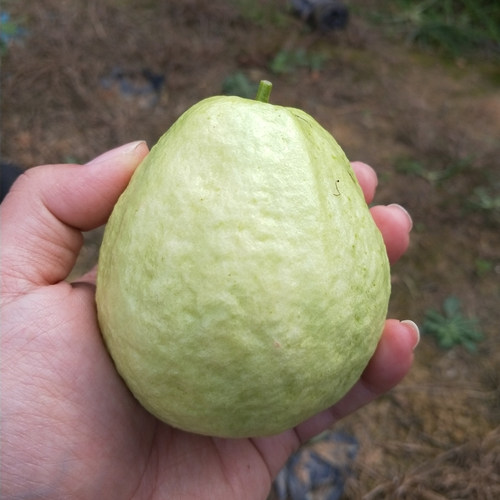 广东脆甜芭乐青脆口感清甜番石榴珍珠桃白心巴乐新鲜水果整箱包邮 - 图3