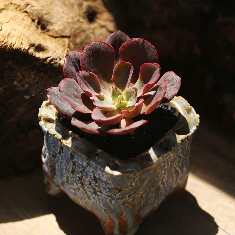 西童紫焰多肉植物控养单头新手易养阳台盆栽高品质肉肉云南直发